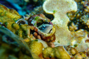 Raja Ampat Juni 2019