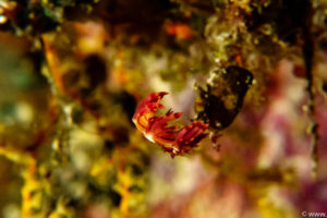 Raja Ampat Juni 2019
