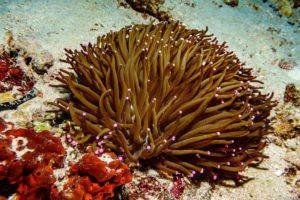Raja Ampat Juni 2019