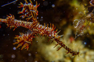 Raja Ampat Juni 2019