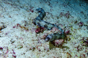 Raja Ampat Juni 2019