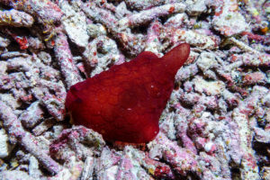 Raja Ampat Juni 2019