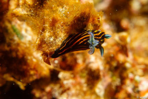 Raja Ampat Juni 2019