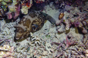 Raja Ampat Juni 2019
