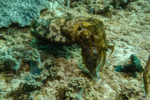 Raja Ampat Juni 2019