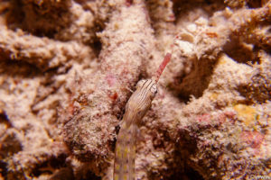 Raja Ampat Juni 2019
