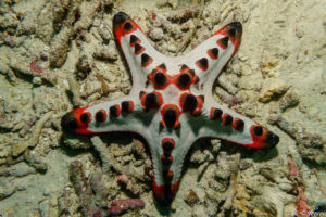 Raja Ampat Juni 2019