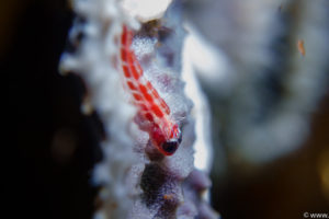 Raja Ampat Juni 2019