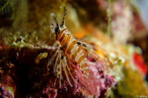 Raja Ampat Juni 2019