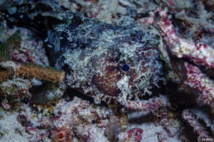 Raja Ampat Juni 2019