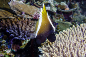 Raja Ampat Juni 2019