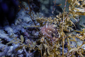 Raja Ampat Juni 2019