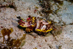 Raja Ampat Juni 2019