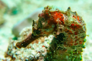 Raja Ampat Juni 2019