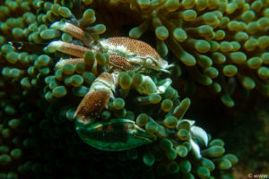 Raja Ampat Juni 2019