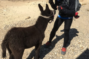 Jordanien Nov 2019