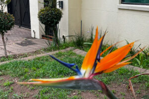 Nelson Mandela Wohnhaus