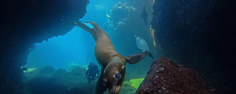 La Paz and Marlin Run – Mexico Baja California