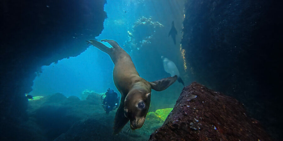 La Paz and Marlin Run – Mexico Baja California