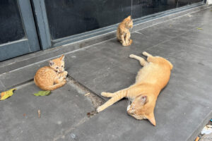 2025-10-31_17-02-10 2025-10-31_17-02-10