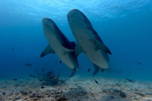 2025-11-18_11-01-51-1 2025-11-18_11-01-51-1