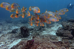 2025-11-18_14-48-50-1 2025-11-18_14-48-50-1