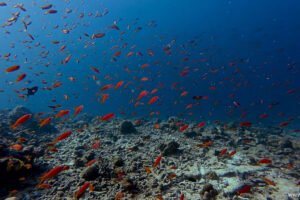 2025-11-18_17-43-34-1 2025-11-18_17-43-34-1