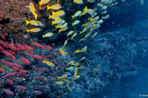 2025-11-18_17-51-10-1 2025-11-18_17-51-10-1