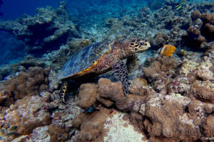 2025-11-18_19-33-06-1 2025-11-18_19-33-06-1