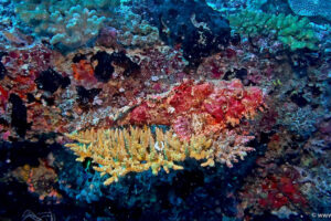 2025-11-18_19-52-42-1 2025-11-18_19-52-42-1