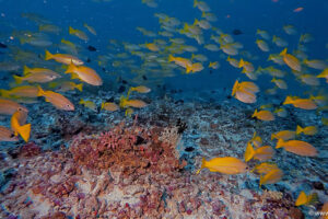 2025-11-18_20-23-44-1 2025-11-18_20-23-44-1