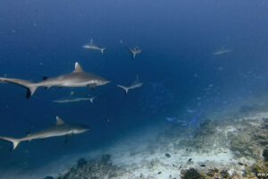 2025-11-18_20-28-10-1 2025-11-18_20-28-10-1