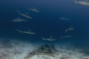 2025-11-18_20-32-25-1 2025-11-18_20-32-25-1