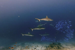 2025-11-18_20-34-42-1 2025-11-18_20-34-42-1