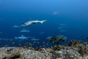 2025-11-20_18-25-41-1 2025-11-20_18-25-41-1