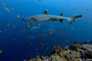 2025-11-20_18-42-12-1 2025-11-20_18-42-12-1