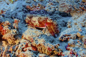 2025-11-21_09-40-41-1 2025-11-21_09-40-41-1