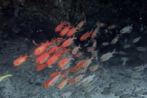 2025-11-22_09-15-22-1 2025-11-22_09-15-22-1